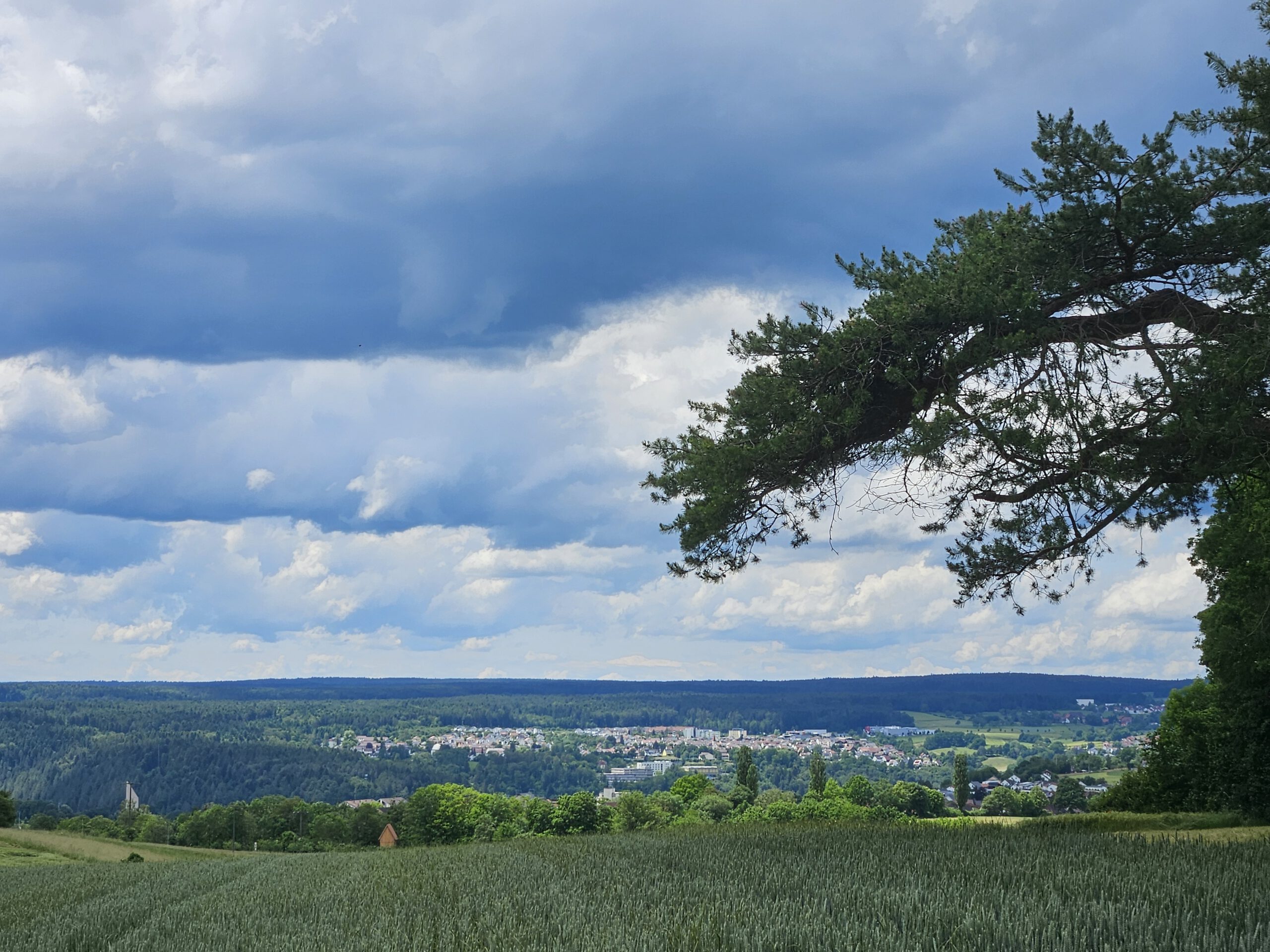 Blick vom Täfelberg auf Calw-Wimberg